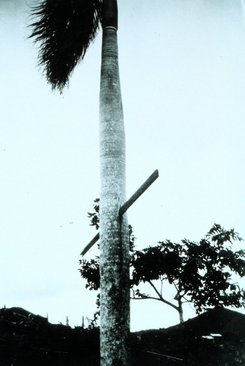2x4 through a palm tree