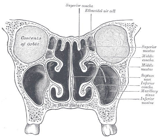 Sinus Cross-Section